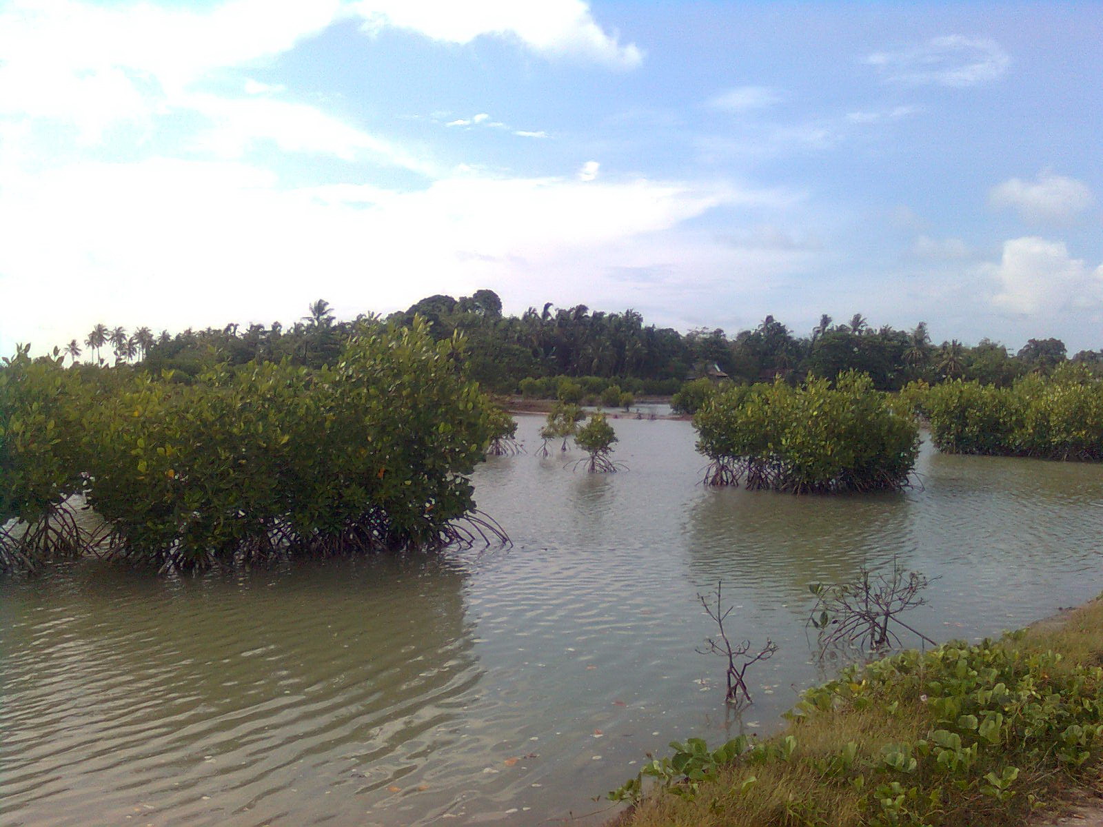 hubungan ekosistem mangrove  pada padang lamun dan terumbu 